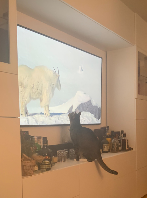 Katze, die auf Ziegen starrt.